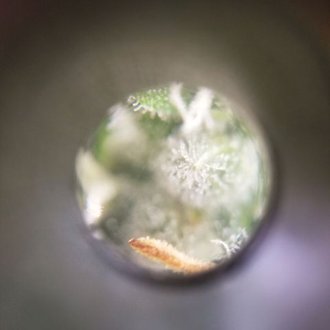 Unknown 1 growlog timeline photo