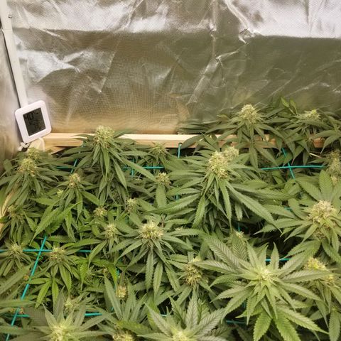Unknown 1 growlog timeline photo