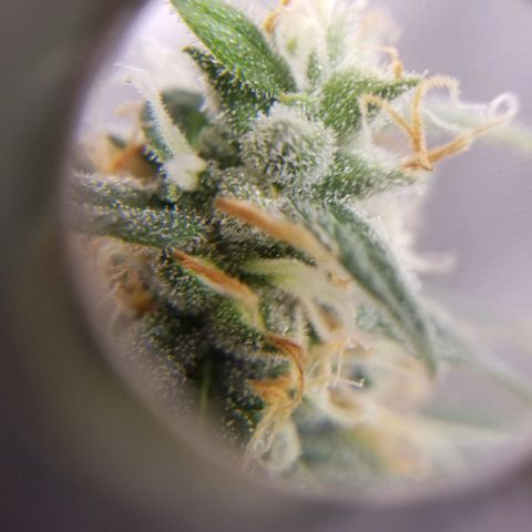 Unknown 1 growlog timeline photo