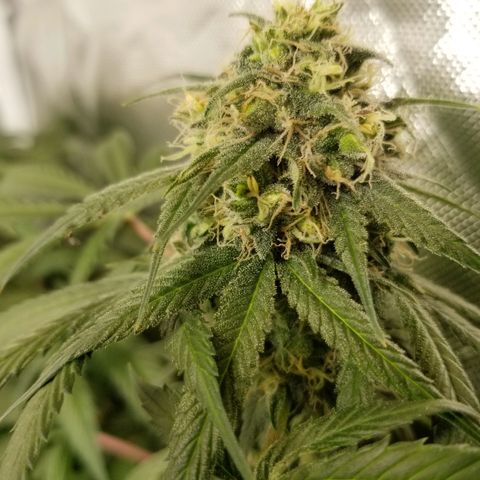 Unknown 1 growlog timeline photo