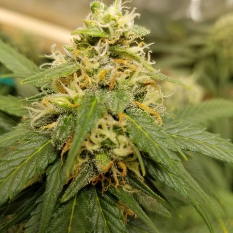 Unknown 1 growlog timeline photo