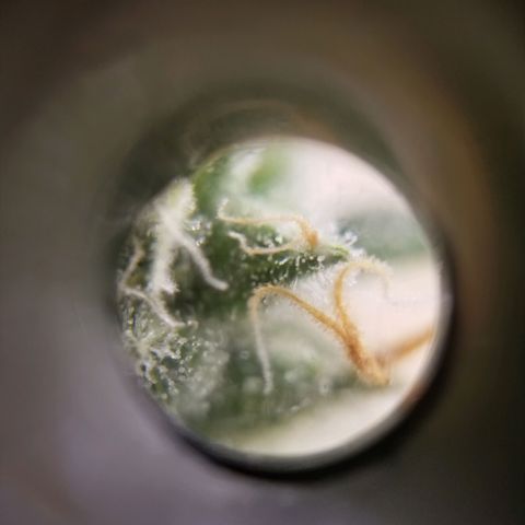 Unknown 1 growlog timeline photo