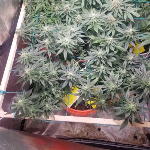 SMO3 growlog timeline photo