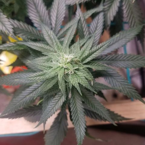 SMO3 growlog timeline photo