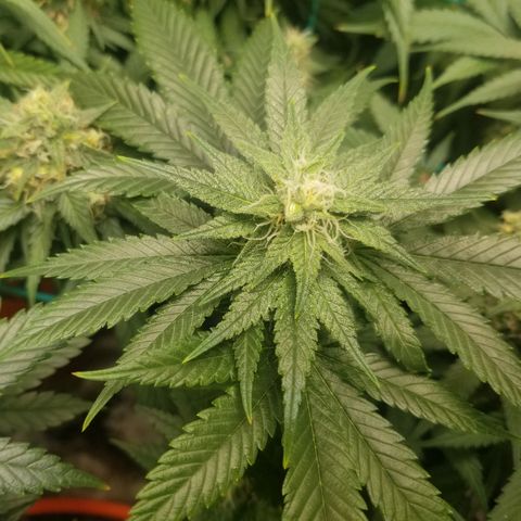 SMO3 growlog timeline photo