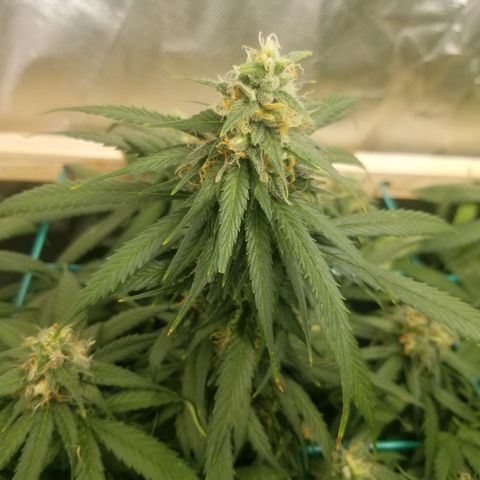 Unknown 1 growlog timeline photo