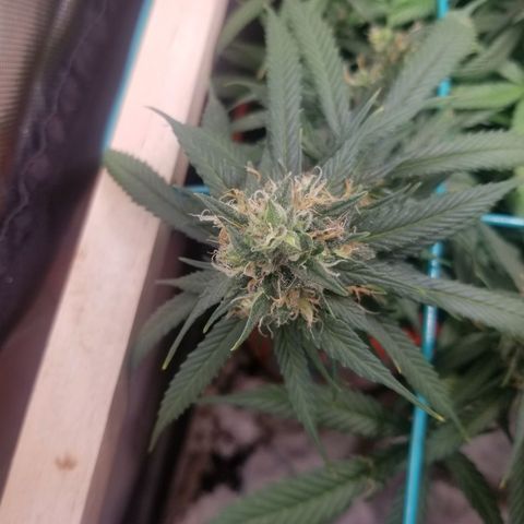 Unknown 1 growlog timeline photo