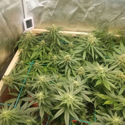 Unknown 1 growlog timeline photo