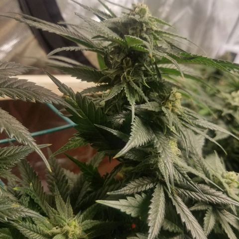 SMO3 growlog timeline photo