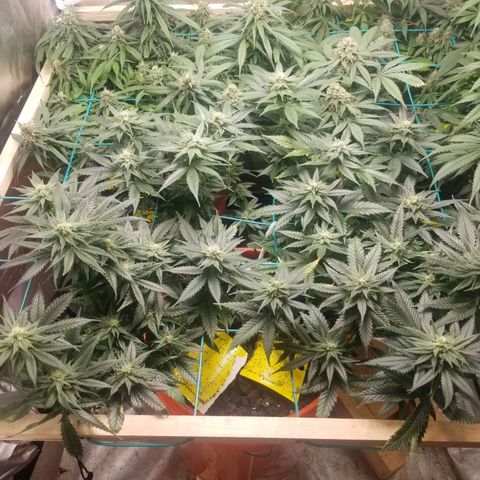 SMO3 growlog timeline photo