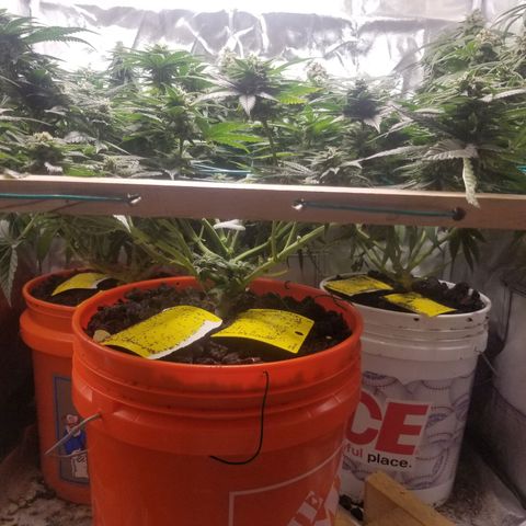 SMO3 growlog timeline photo