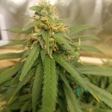 Unknown 1 growlog timeline photo