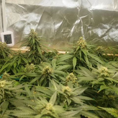 Unknown 1 growlog timeline photo