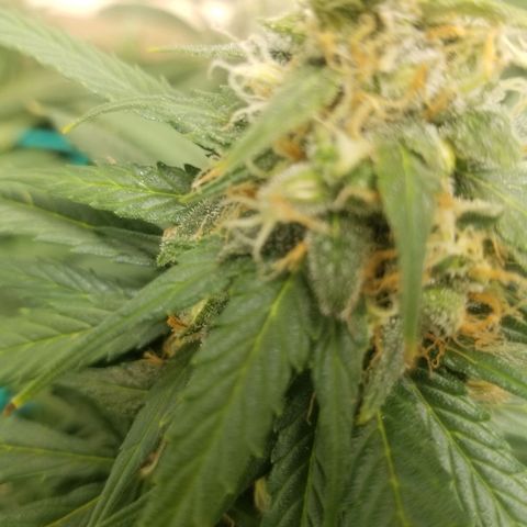 Unknown 1 growlog timeline photo