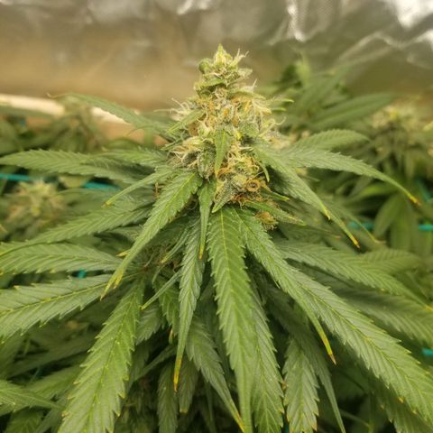Unknown 1 growlog timeline photo