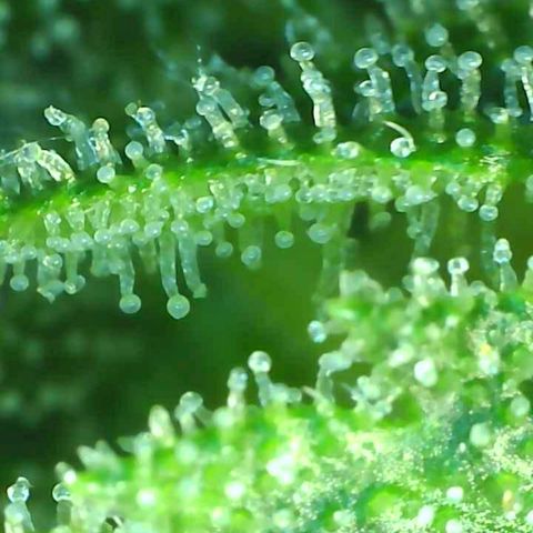 SMO3 growlog timeline photo