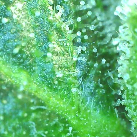 SMO3 growlog timeline photo