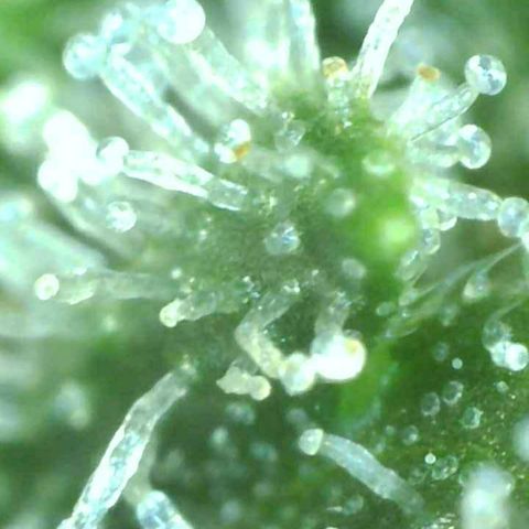 Unknown 1 growlog timeline photo