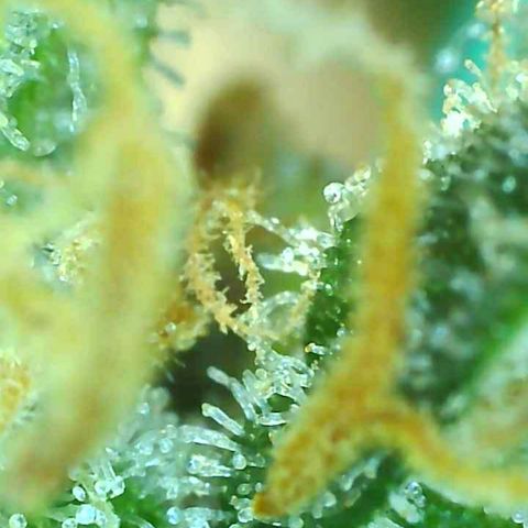 Unknown 1 growlog timeline photo