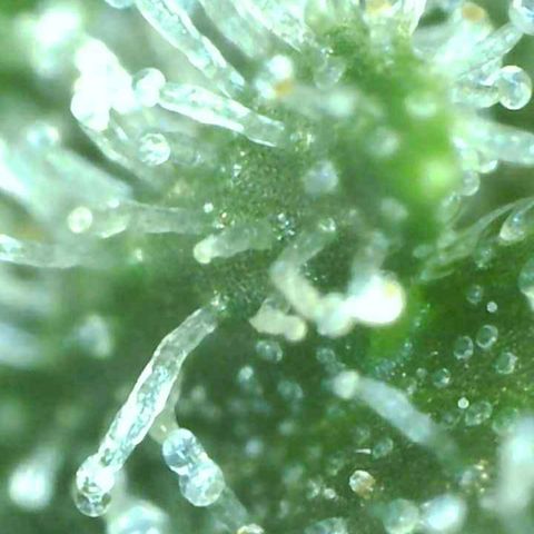 Unknown 1 growlog timeline photo