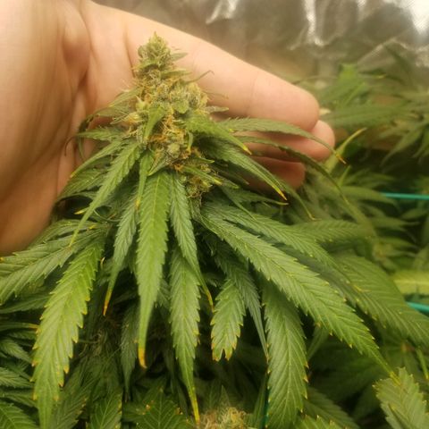 Unknown 1 growlog timeline photo