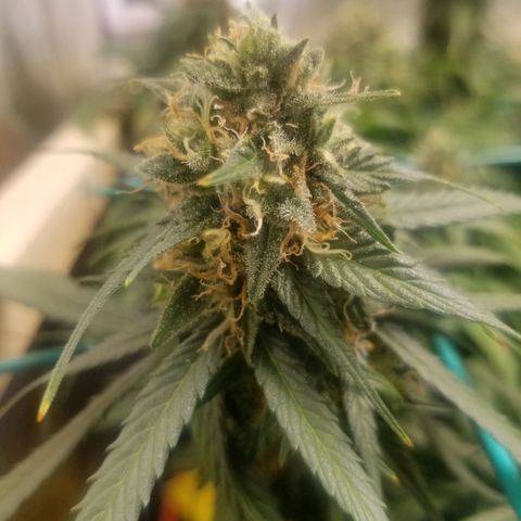 Unknown 1 growlog timeline photo