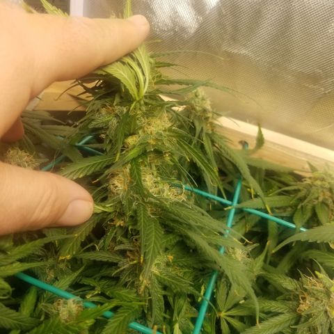 Unknown 1 growlog timeline photo