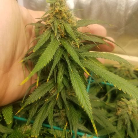 Unknown 1 growlog timeline photo