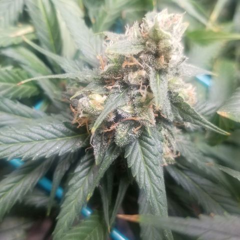 Unknown 1 growlog timeline photo