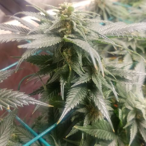 SMO3 growlog timeline photo