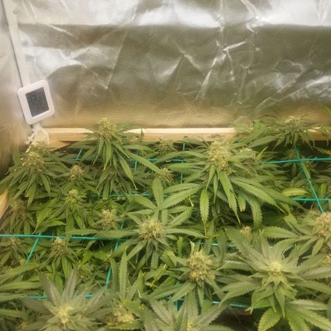 Unknown 1 growlog timeline photo