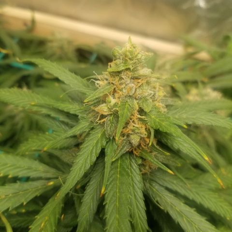 Unknown 1 growlog timeline photo