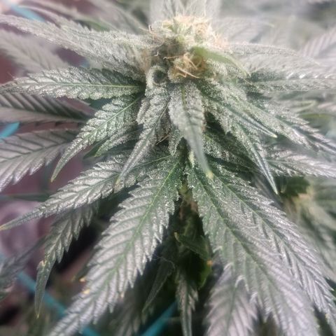 SMO3 growlog timeline photo