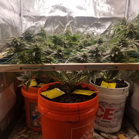 SMO3 growlog timeline photo