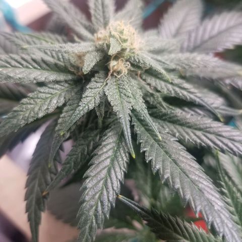 SMO3 growlog timeline photo