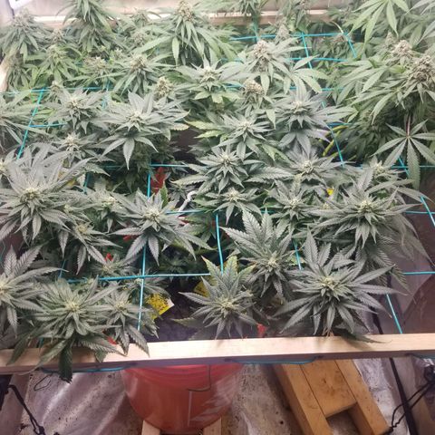 SMO3 growlog timeline photo