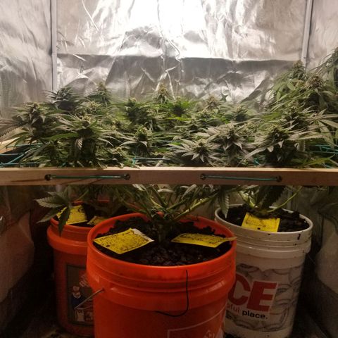 SMO3 growlog timeline photo