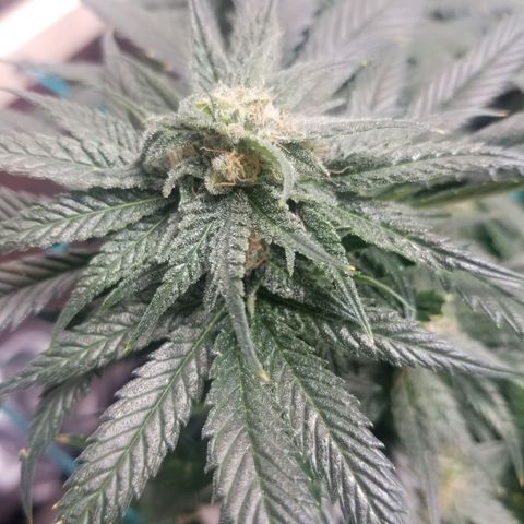 SMO3 growlog timeline photo