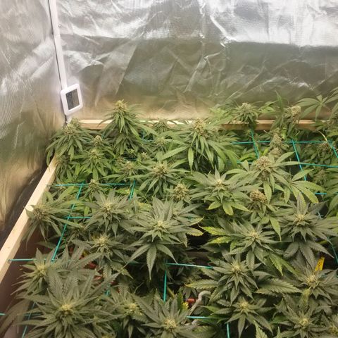 Unknown 1 growlog timeline photo