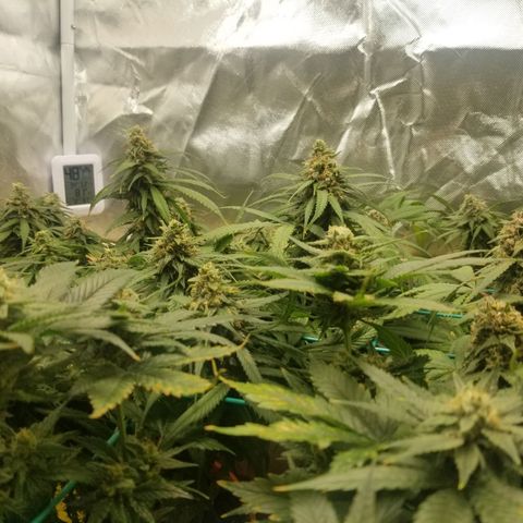 Unknown 1 growlog timeline photo