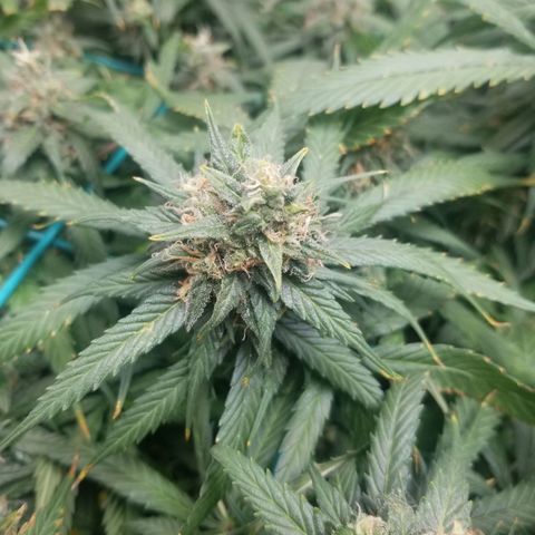Unknown 1 growlog timeline photo