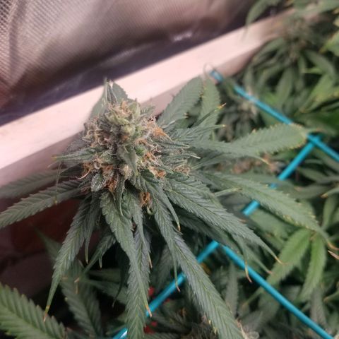 Unknown 1 growlog timeline photo
