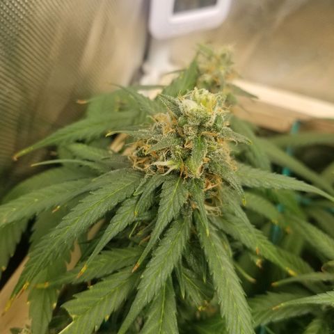 Unknown 1 growlog timeline photo