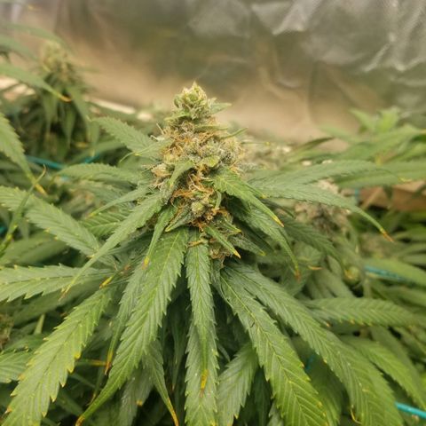 Unknown 1 growlog timeline photo
