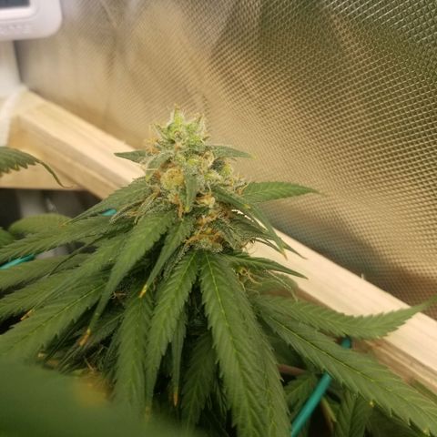 Unknown 1 growlog timeline photo