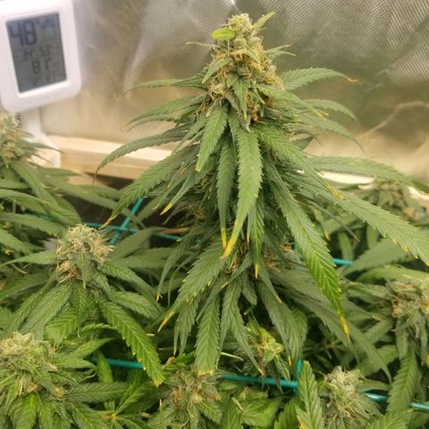 Unknown 1 growlog timeline photo
