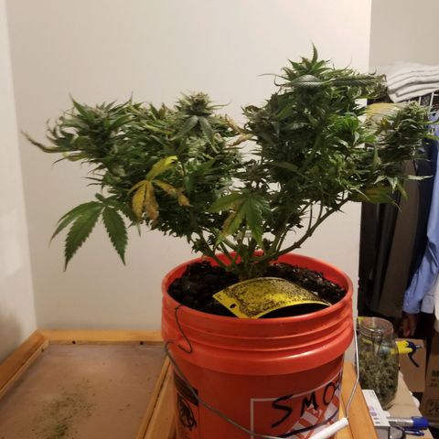 SMO3 growlog photo: I am not sure what went wrong. Bud development stalled and leaves started dying.....?  Hopefully I can get some hashish from her.