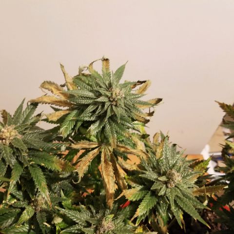 SMO3 growlog photo: I am not sure what went wrong. Bud development stalled and leaves started dying.....?  Hopefully I can get some hashish from her.