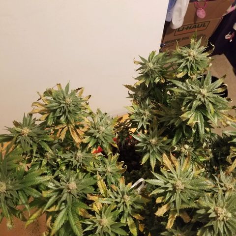 SMO3 growlog photo: I am not sure what went wrong. Bud development stalled and leaves started dying.....?  Hopefully I can get some hashish from her.