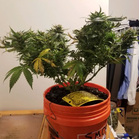 SMO3 growlog photo: I am not sure what went wrong. Bud development stalled and leaves started dying.....?  Hopefully I can get some hashish from her.